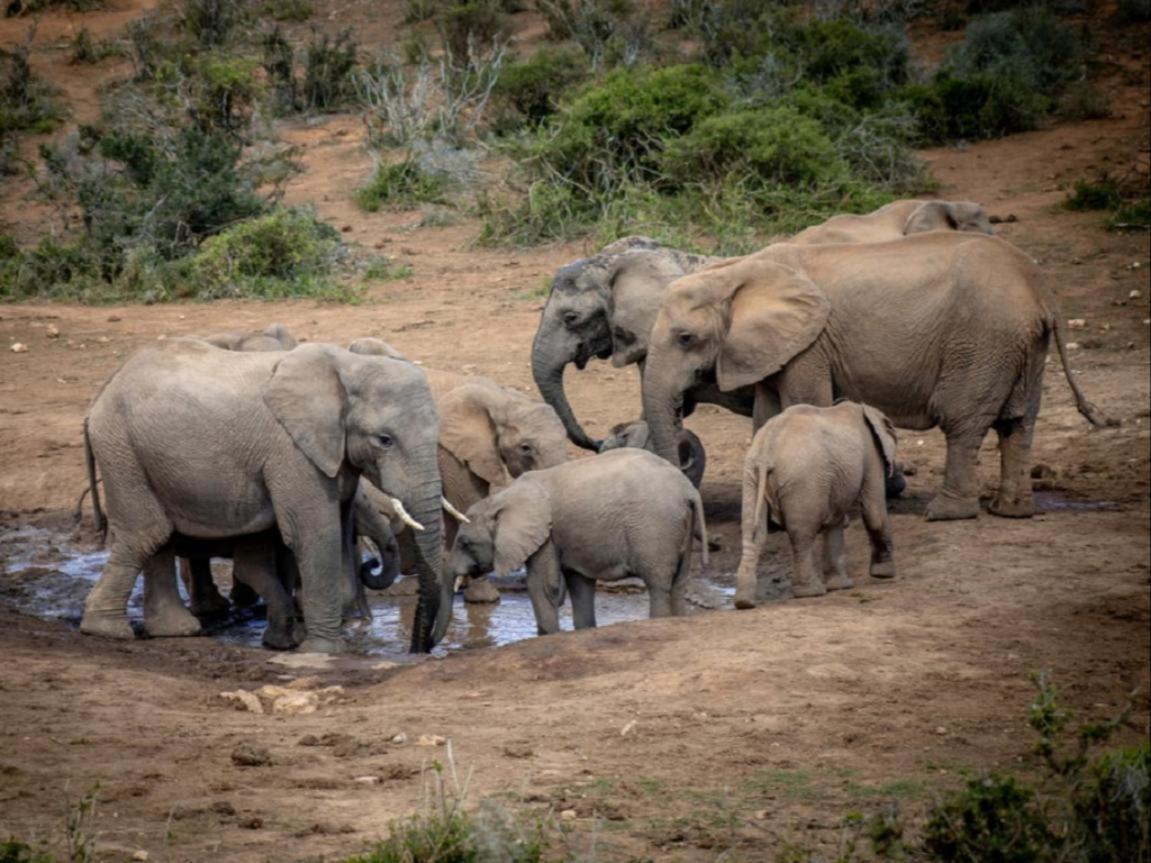 Longhill Reserve Addo Buitenkant foto