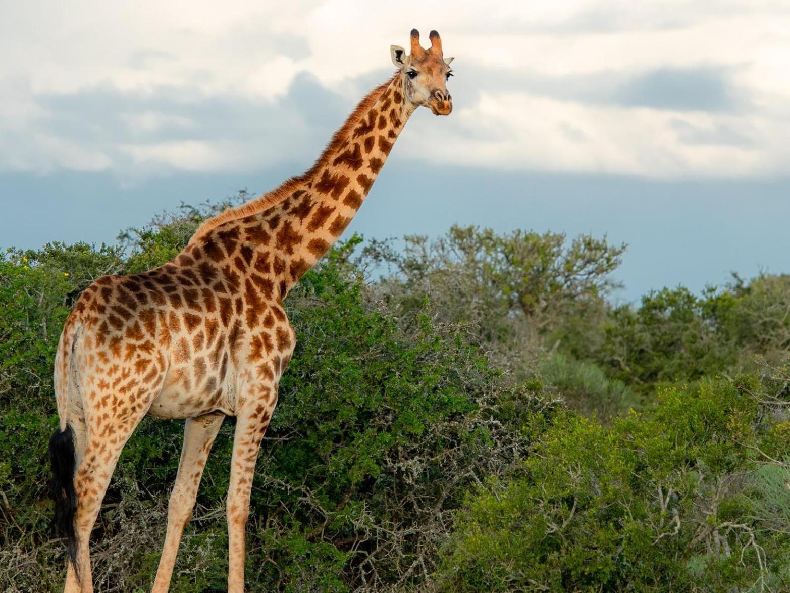 Longhill Reserve Addo Buitenkant foto