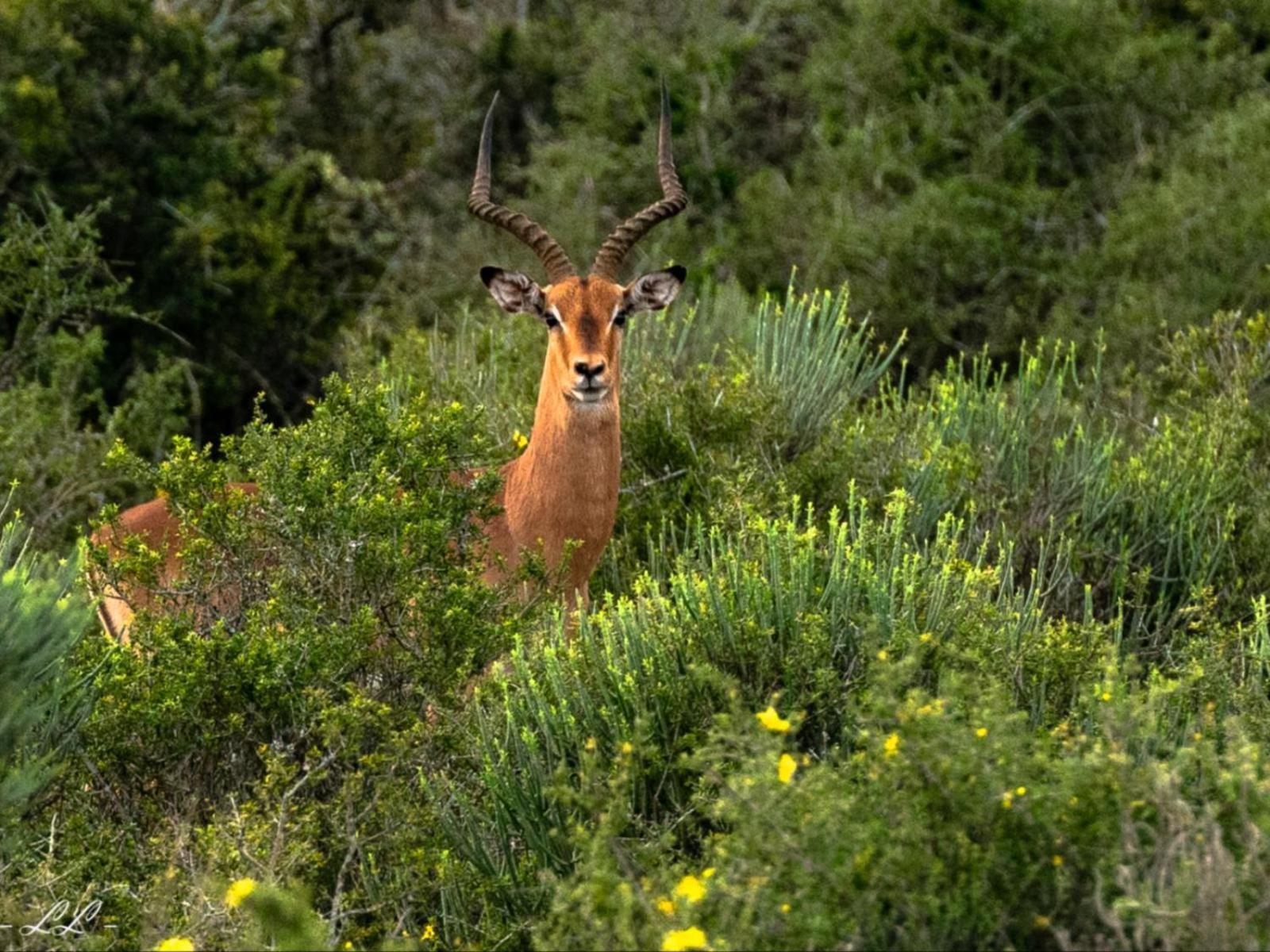 Longhill Reserve Addo Buitenkant foto