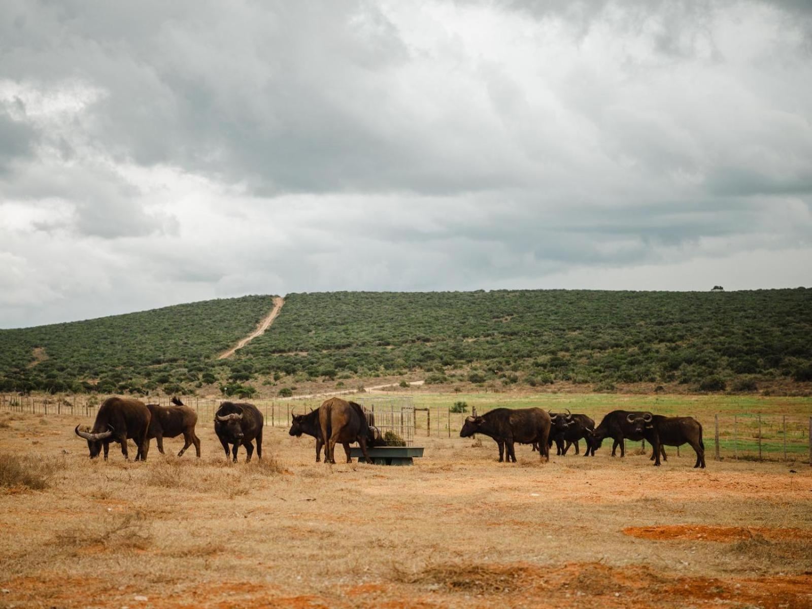 Longhill Reserve Addo Buitenkant foto
